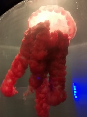 Chrysaora fulgida