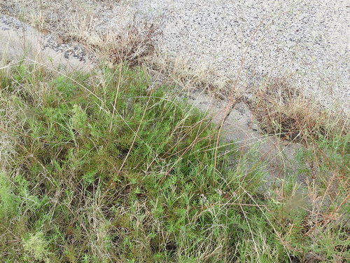 Image of Oenothera calcicola by (c) Sam Kieschnick, some rights reserved (CC BY)