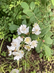 Rosa multiflora