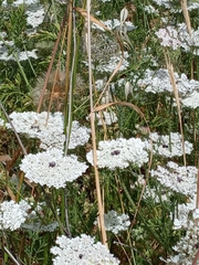 Daucus broteri