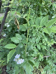 Rosa multiflora