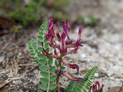 Astragalus spruneri
