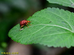 Agomadaranus pardaloides