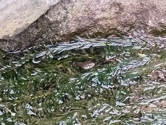 Trimerodytes annularis