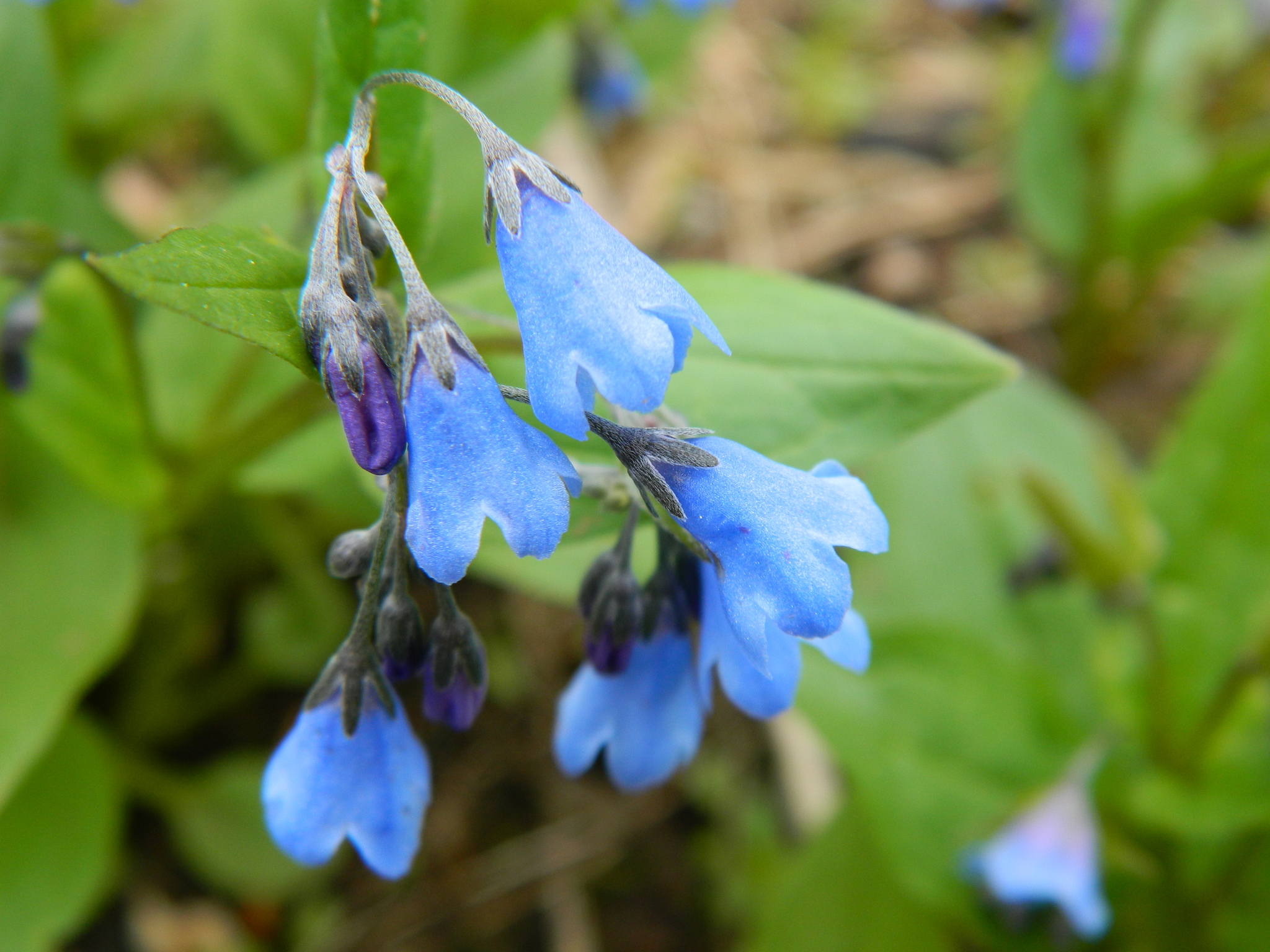 Mertensia bella