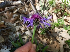Centaurea graminifolia