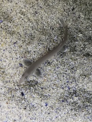 Gonorynchus gonorynchus