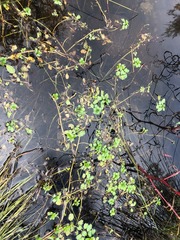 Ludwigia peploides montevidensis