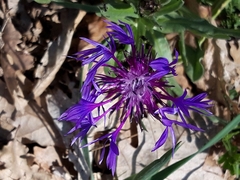 Centaurea graminifolia