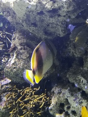Chaetodon marleyi