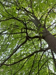 Aesculus hippocastanum