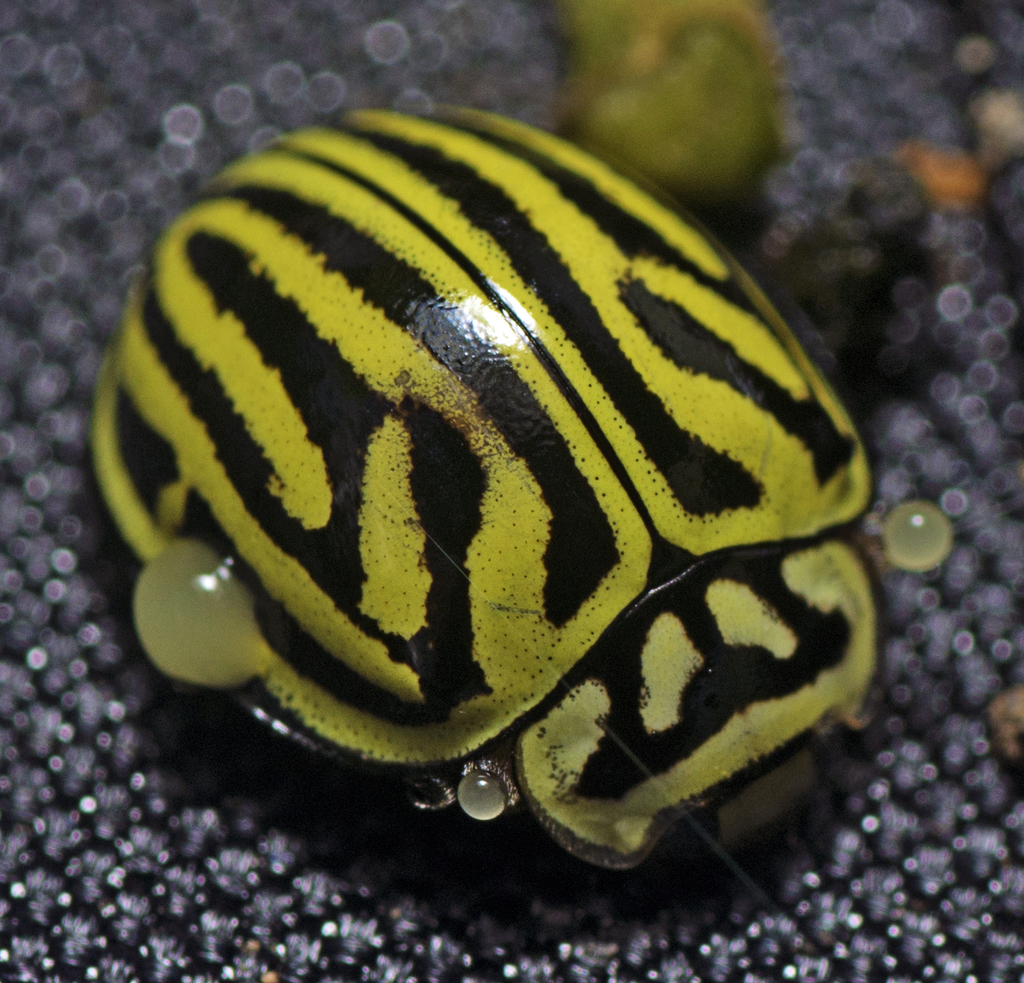 Archegleis edwardsi