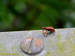 Metaprodioctes formosanus