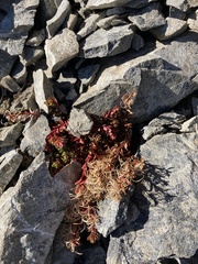 Epilobium porphyrium