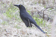 Strepera versicolor melanoptera