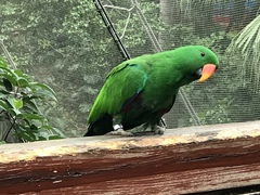 Loriculus