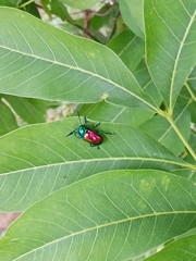 Platycorynus sauteri