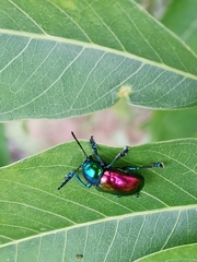 Platycorynus sauteri