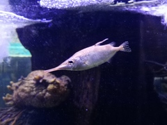 Macroramphosus scolopax