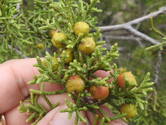 Juniperus pinchotii