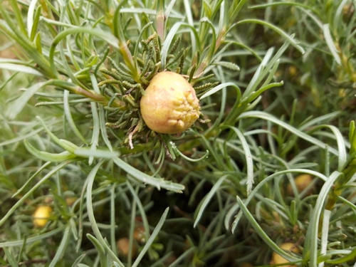 Rhopalomyia santolinae
