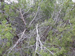 Juniperus pinchotii