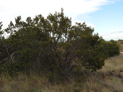 Juniperus pinchotii