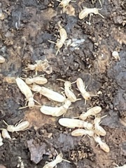 Reticulitermes speratus