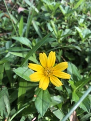 Sphagneticola trilobata