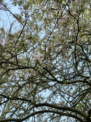 Prunus serrulata