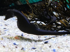 Hippocampus capensis