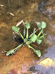 Pontederia crassipes