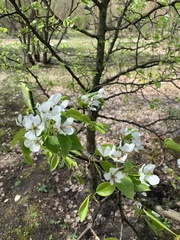 Pyrus ussuriensis