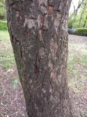 Prunus serrulata