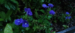 Achetaria azurea