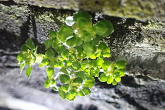 Pilea peploides major