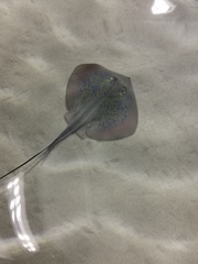 Dasyatis chrysonota