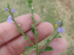 Verbena plicata