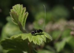Adela septentrionella