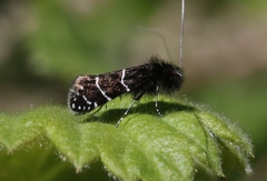 Adela septentrionella