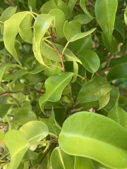 Ficus benjamina benjamina