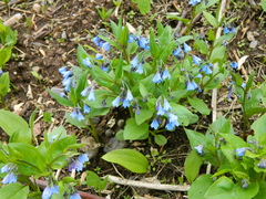Mertensia bella