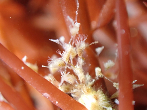 Representative image of Amathia lendigera