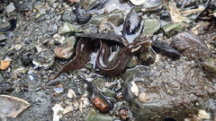 Alectrias alectrolophus