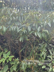 Itea