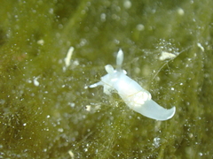Trapania lineata