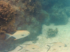 Trachinotus blochii