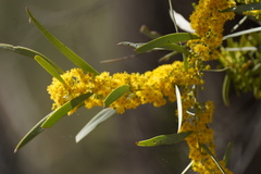 Acacia cambagei
