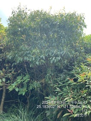 Itea