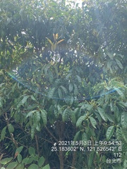 Itea
